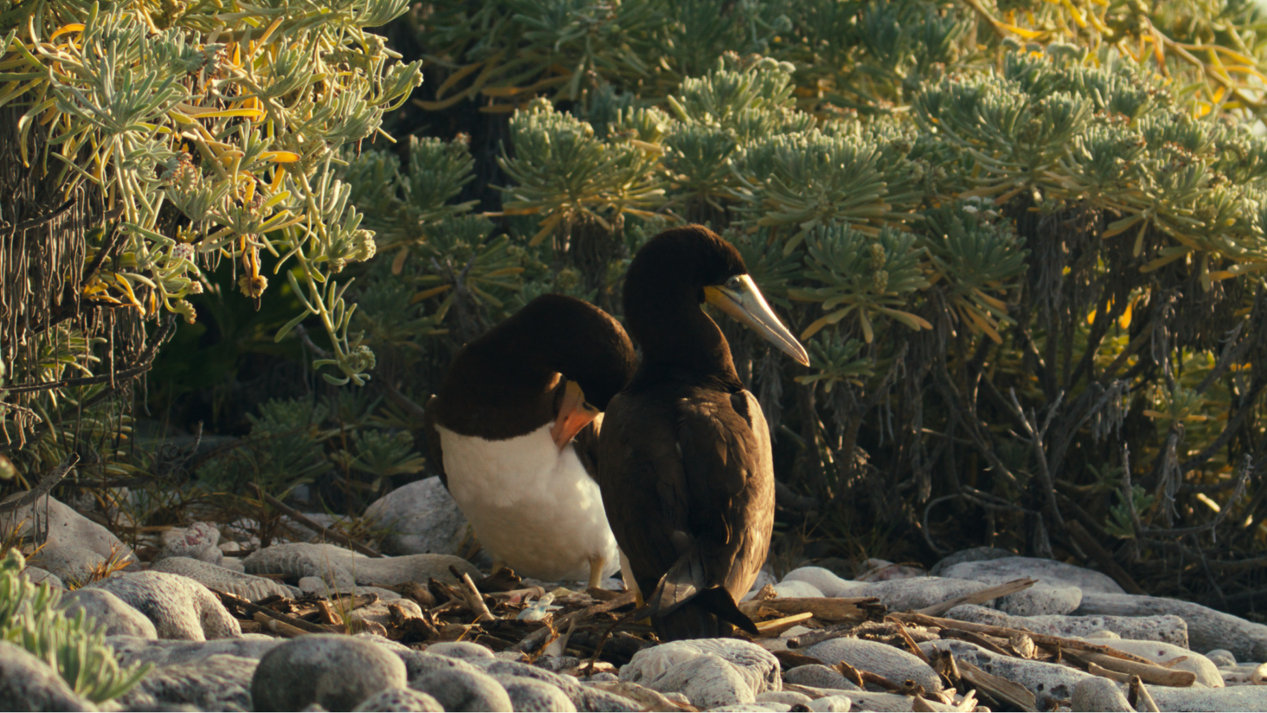 Brac Conservation Film The Telly Awards: A Benchmark for Excellence