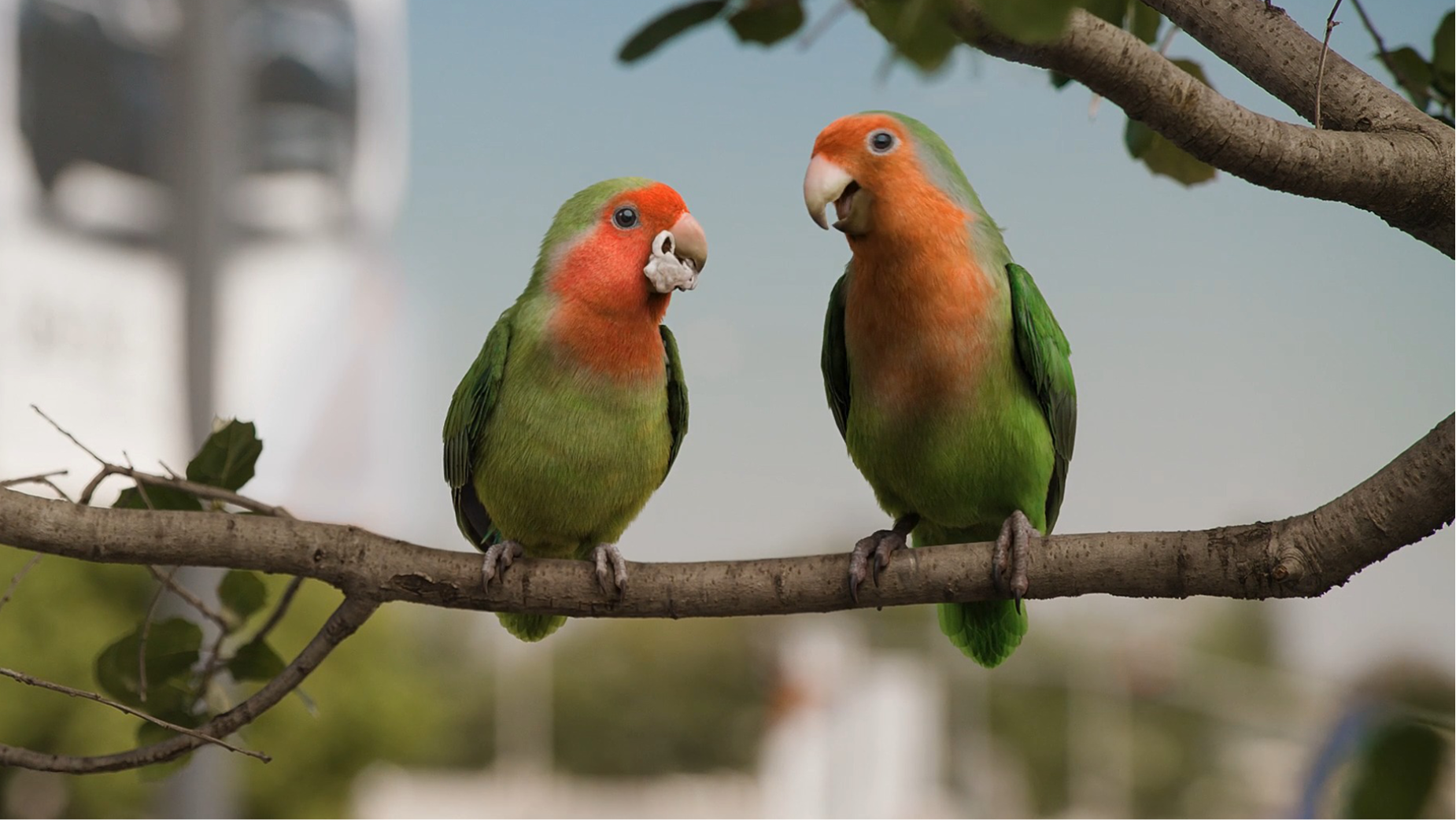 Pair of Toyota-Loving Lovebirds Take Flight in LT's Valley Toyota
