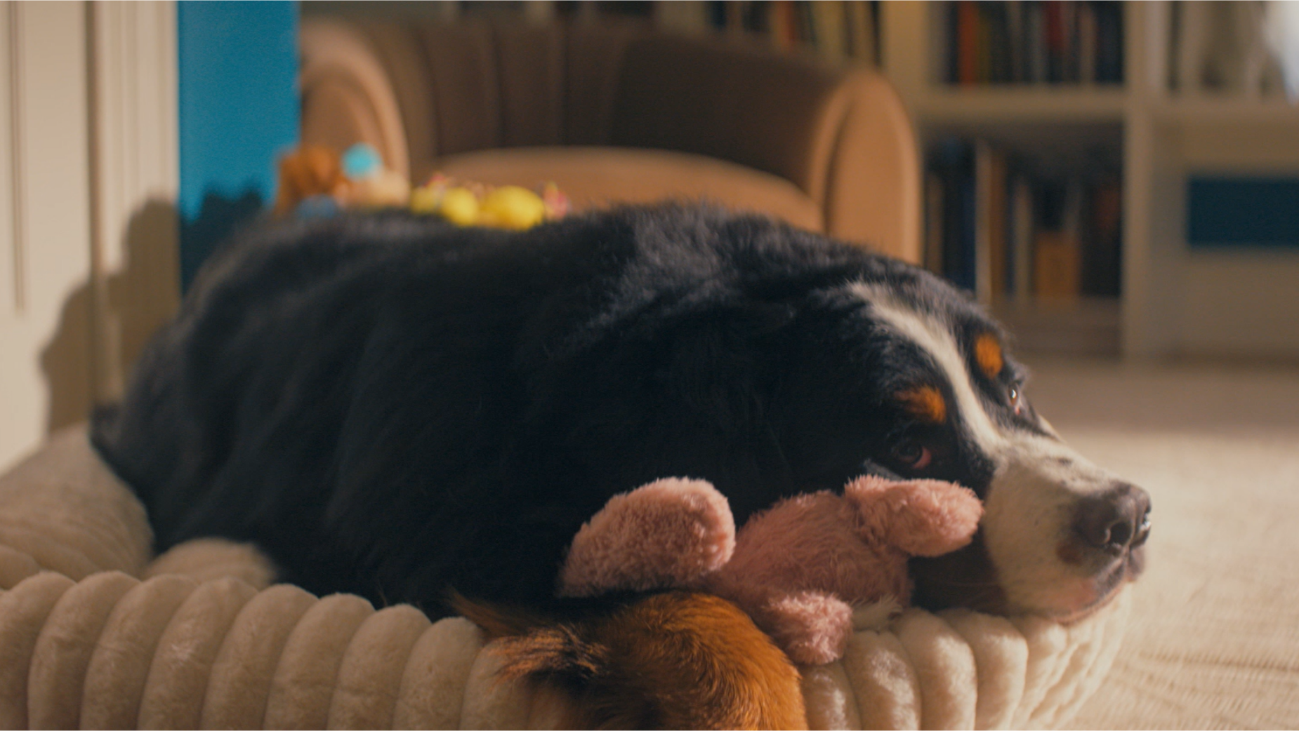 Rover Celebrates Pets’ Strange Little Obsessions