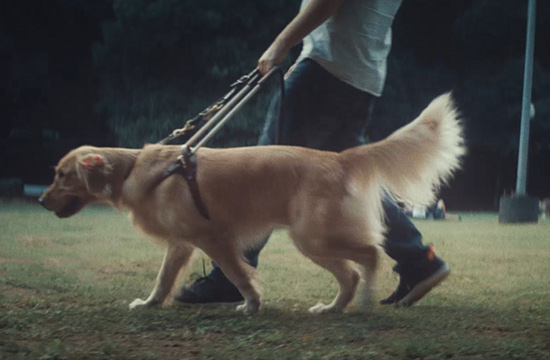 PEDIGREE Launches First Educational Platform to Train Human Guides for ...