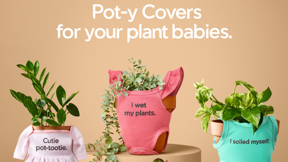 buy gloriosum philodendron Philodendron Gloriosum – Kitty's Green Planties