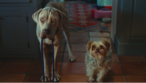 Twinings Encourages Us to Pause Before We Power On