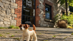 NSPCA Appoints The Public House to Develop 2026 Christmas Fundraising Campaign