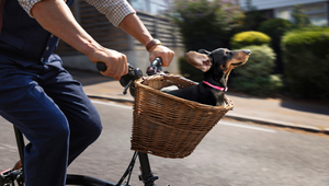 Stanley the Dachshund Gives a Proper Pep Talk to Show Vitality Is ‘Your Health’s Best Friend’