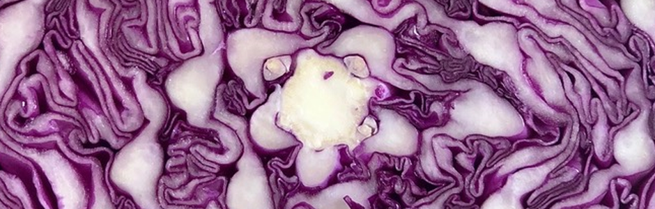 Feed: Ramaa Mosley’s Tale of Ashram Fermentation
